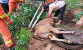 麻豆少妇自慰精品不僅能救人還能救黃牛